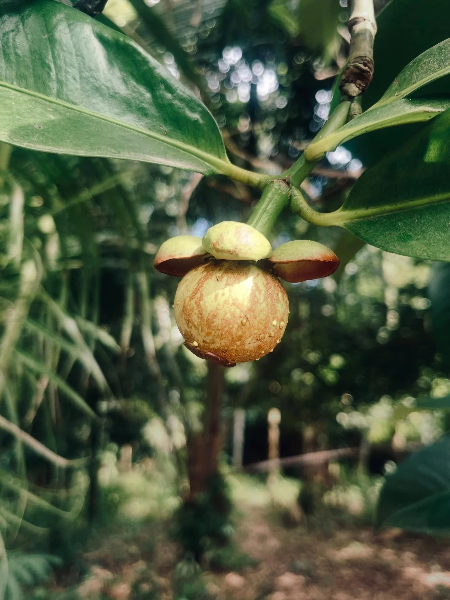 Photo 1 from Benjamin Simier’s Instagram post: From the rich scent of durian hanging on trees to golden pineapples growing under the sun, each photo captures the essence of local life.