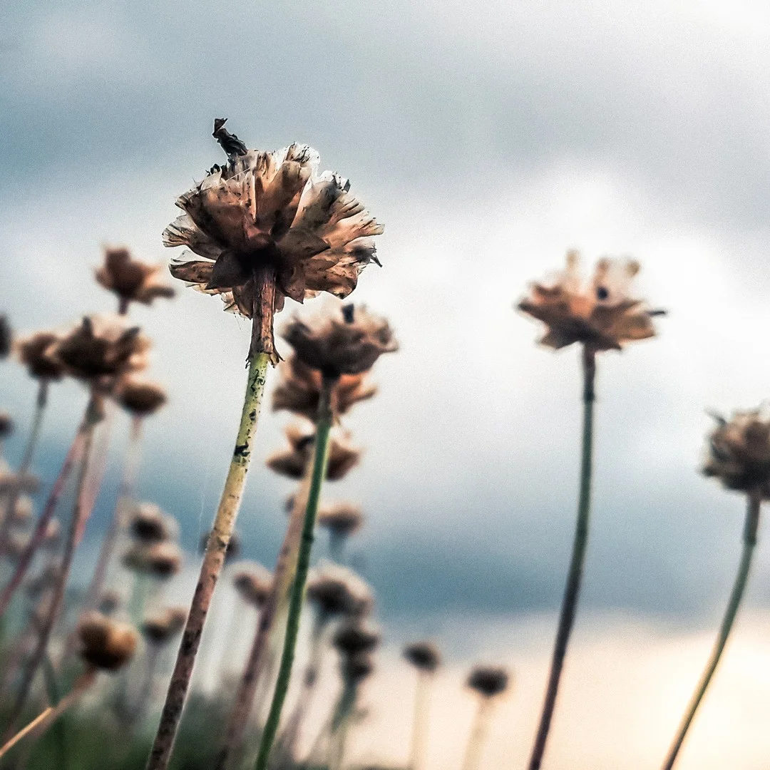 Photo 1 from Benjamin Simier’s Instagram post: Beautiful flowers under raining sky facing the sea in Bretagne, France... 🇫🇷