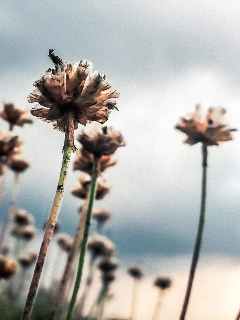 Photo 1 from Benjamin Simier’s Instagram post: Beautiful flowers under raining sky facing the sea in Bretagne, France... 🇫🇷