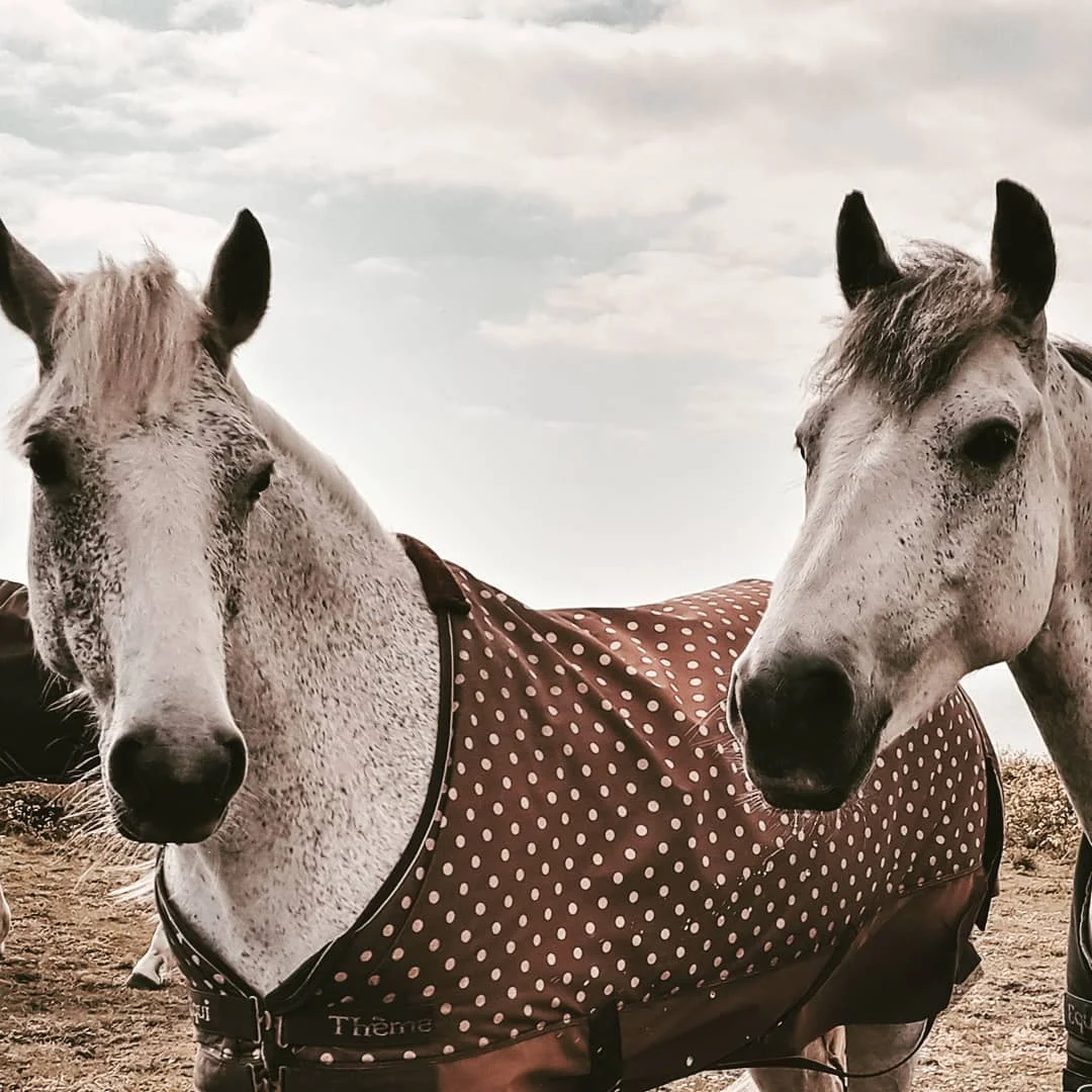Photo 1 from Benjamin Simier’s Instagram post: Horse photography