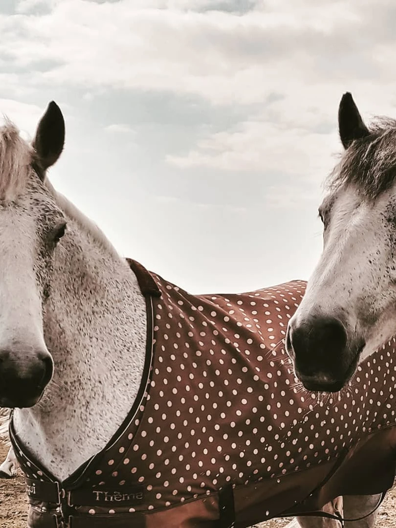 Photo 1 from Benjamin Simier’s Instagram post: Horse photography