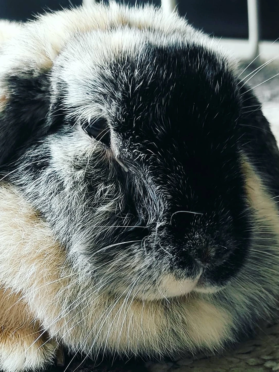 Photo 1 from Benjamin Simier’s Instagram post: Lazy rabbit (6 year old) 🐰🐰
