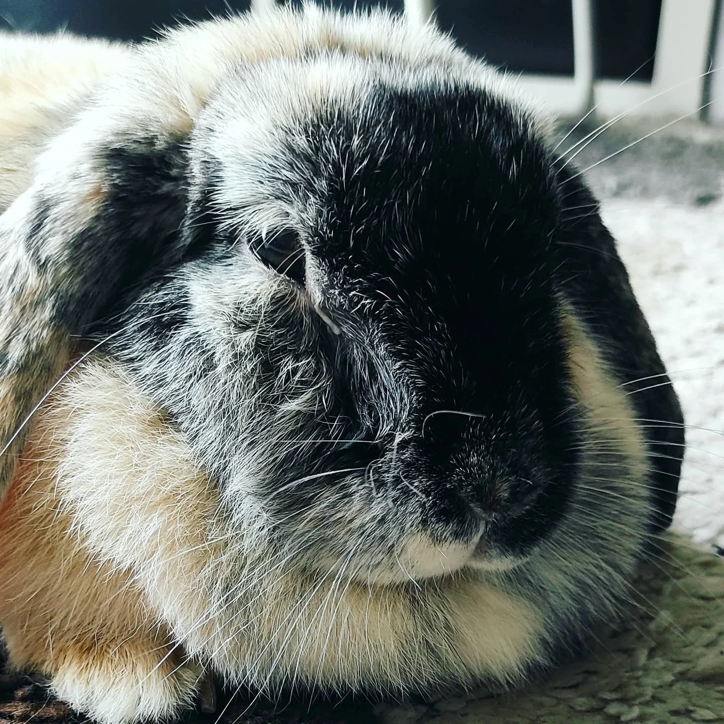 Photo 1 from Benjamin Simier’s Instagram post: Lazy rabbit (6 year old) 🐰🐰