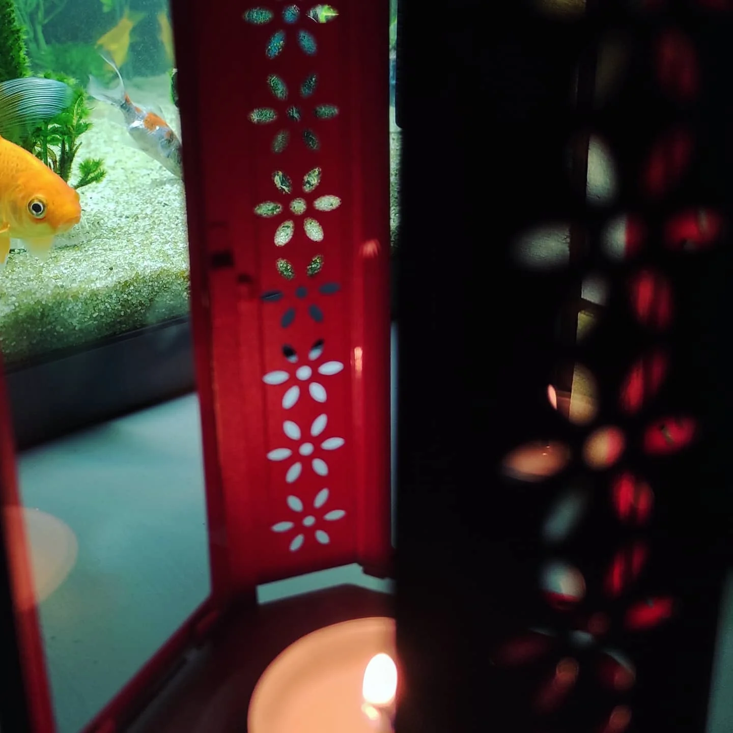 Photo 1 from Benjamin Simier’s Instagram post: Fish in the lantern 🏮 🤔🤔