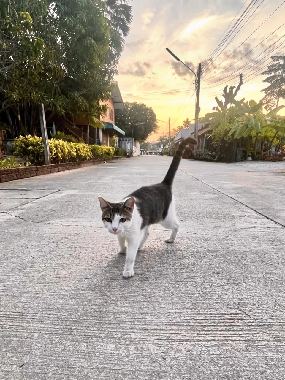 Photo 1 from Benjamin Simier’s Instagram post: Meet this little cat on the roads of Sukothai during our road trip 🇹🇭
