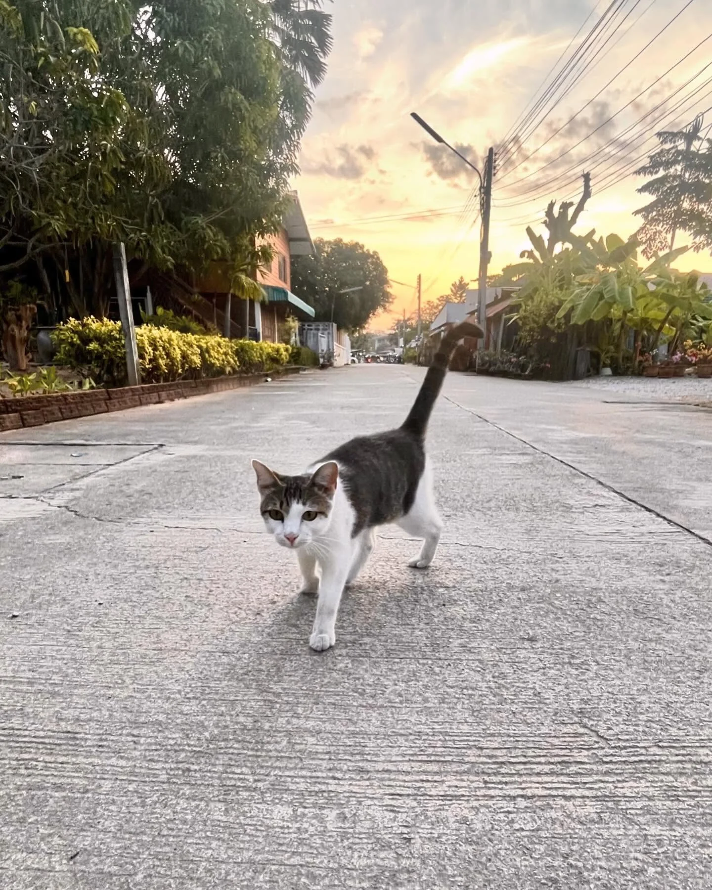 Photo 1 from Benjamin Simier’s Instagram post: Meet this little cat on the roads of Sukothai during our road trip 🇹🇭