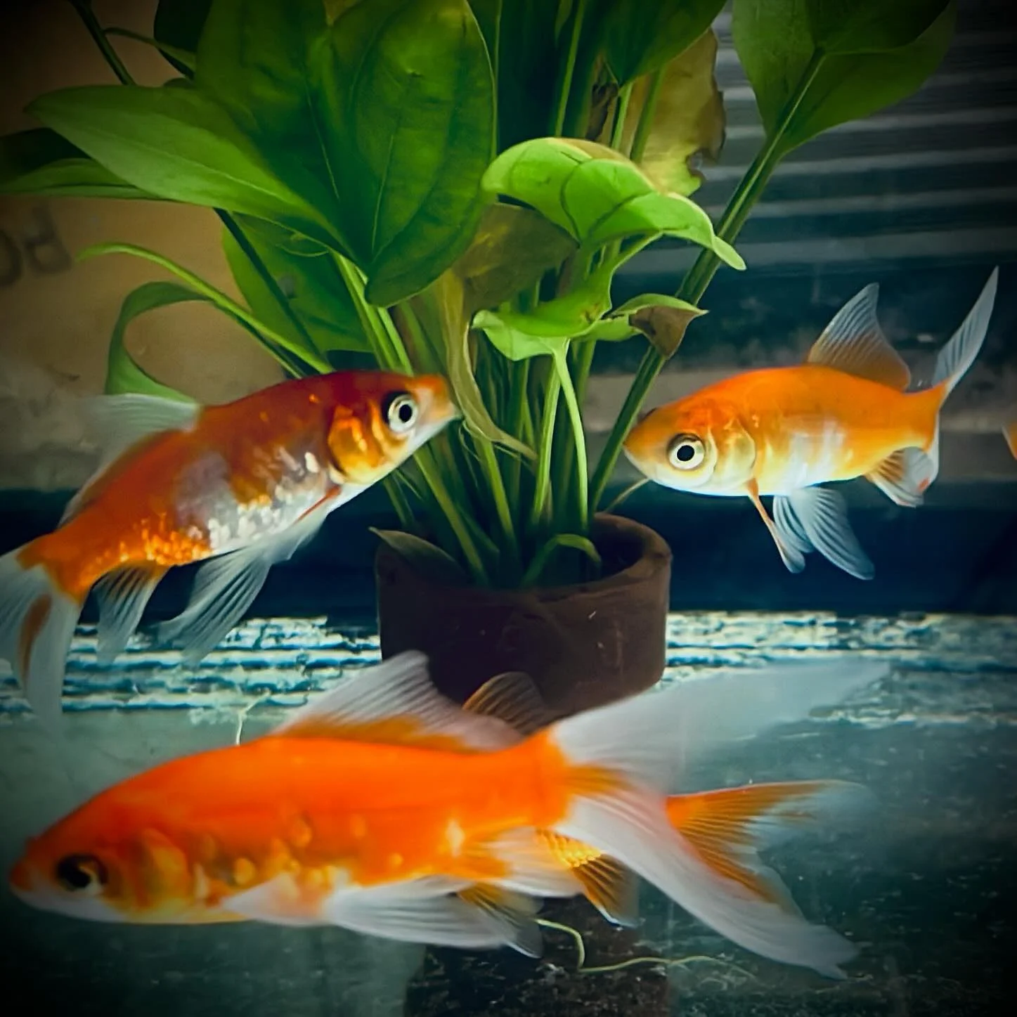 Photo 1 from Benjamin Simier’s Instagram post: Fish 🐠