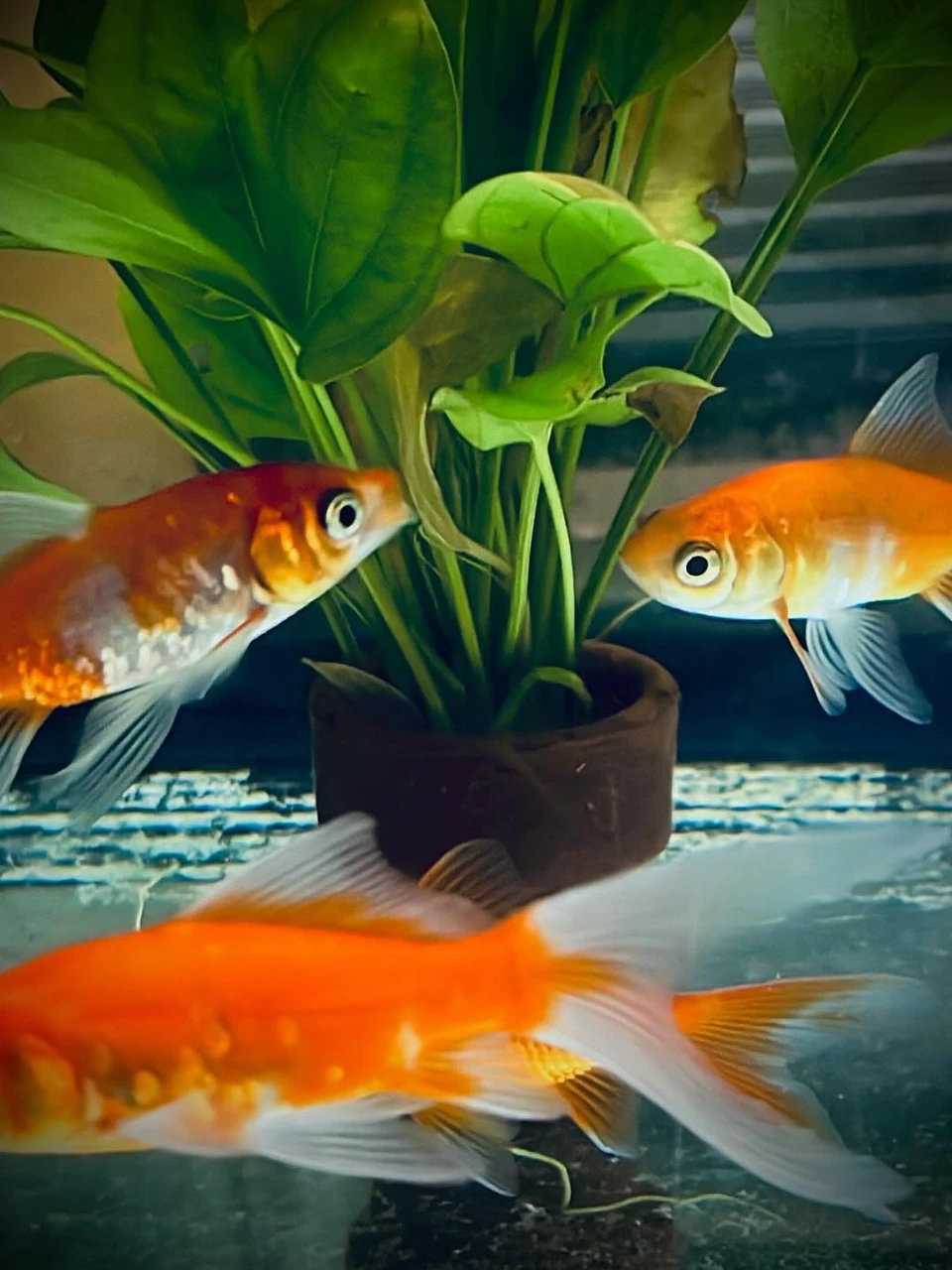 Photo 1 from Benjamin Simier’s Instagram post: Fish 🐠