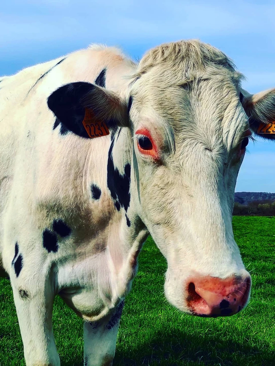 Photo 1 from Benjamin Simier’s Instagram post: A cow in a field in Bretagne, France 🇫🇷 🐄🐮