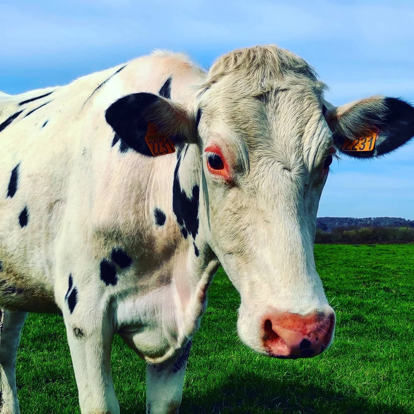 Photo 1 from Benjamin Simier’s Instagram post: A cow in a field in Bretagne, France 🇫🇷 🐄🐮