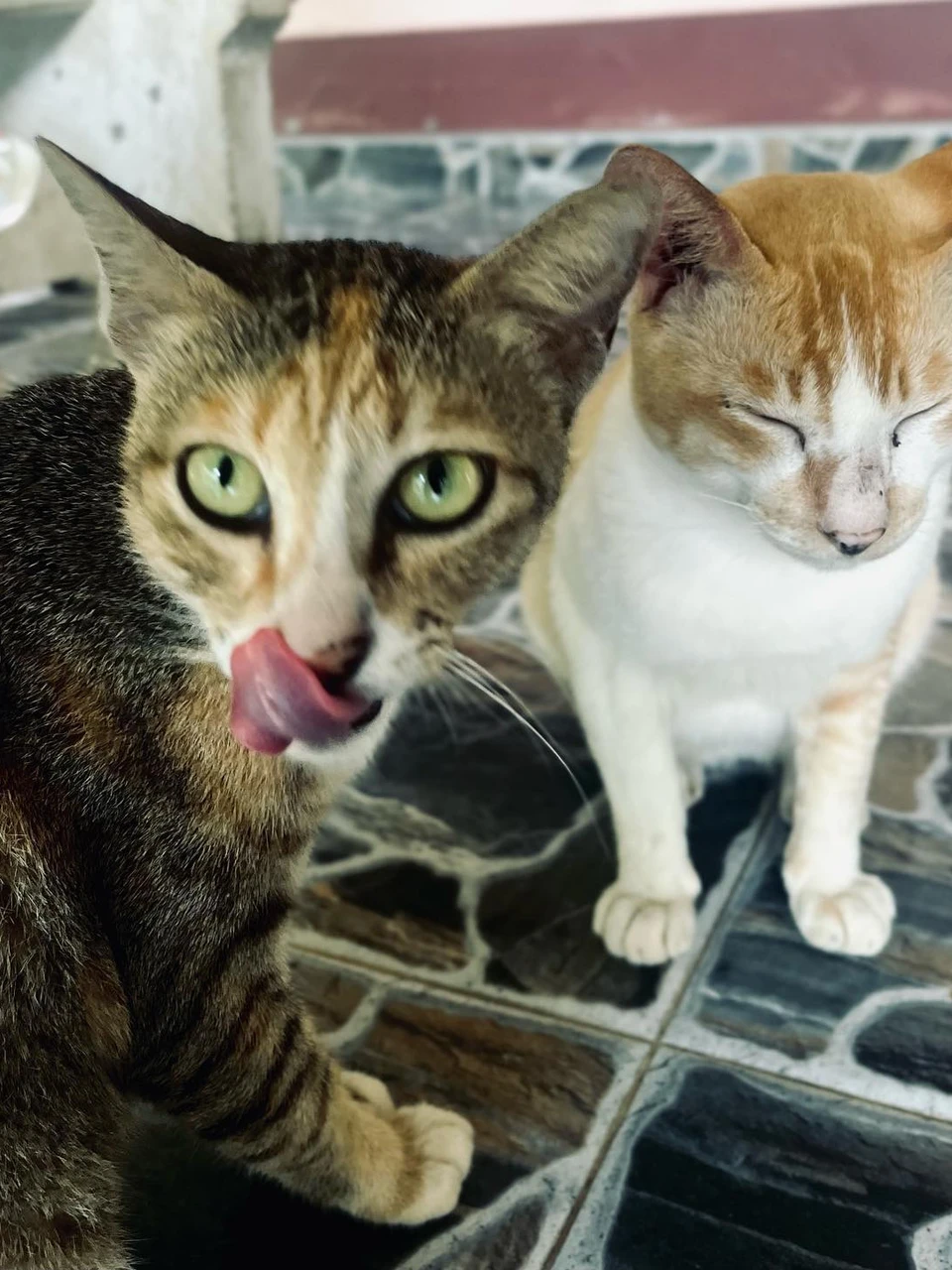 Photo 1 from Benjamin Simier’s Instagram post: Cat 🐱🤗🤗