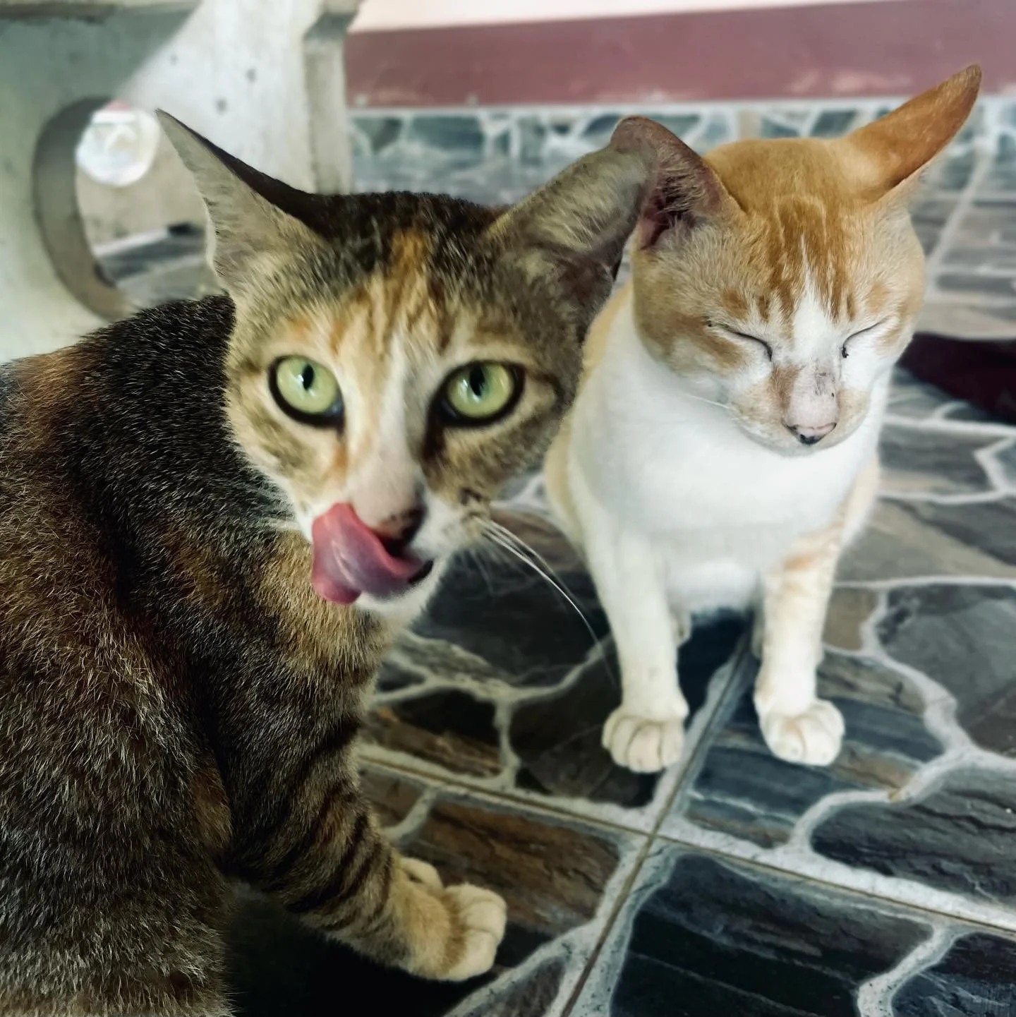 Photo 1 from Benjamin Simier’s Instagram post: Cat 🐱🤗🤗