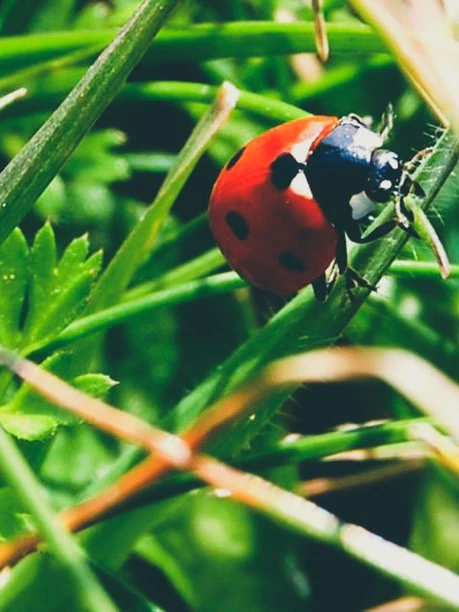 Photo 1 from Benjamin Simier’s Instagram post: Little ladybug in the nature 🐞🐞