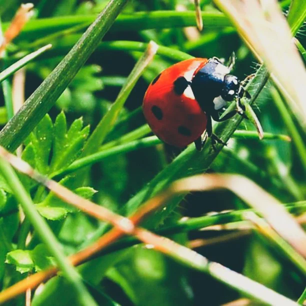 Photo 1 from Benjamin Simier’s Instagram post: Little ladybug in the nature 🐞🐞