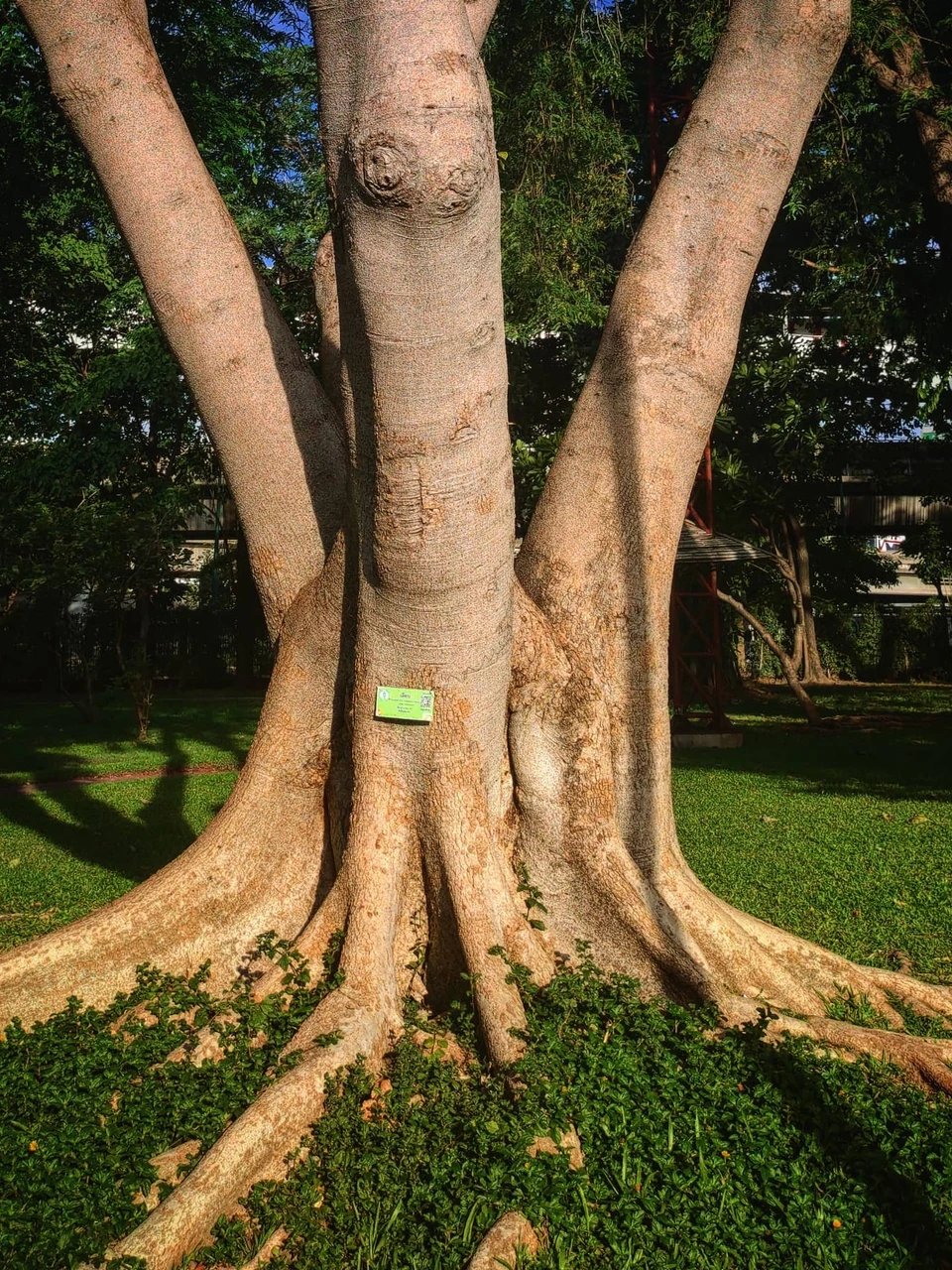 Photo 1 from Benjamin Simier’s Instagram post: A tree in a park in Bangkok 🇹🇭