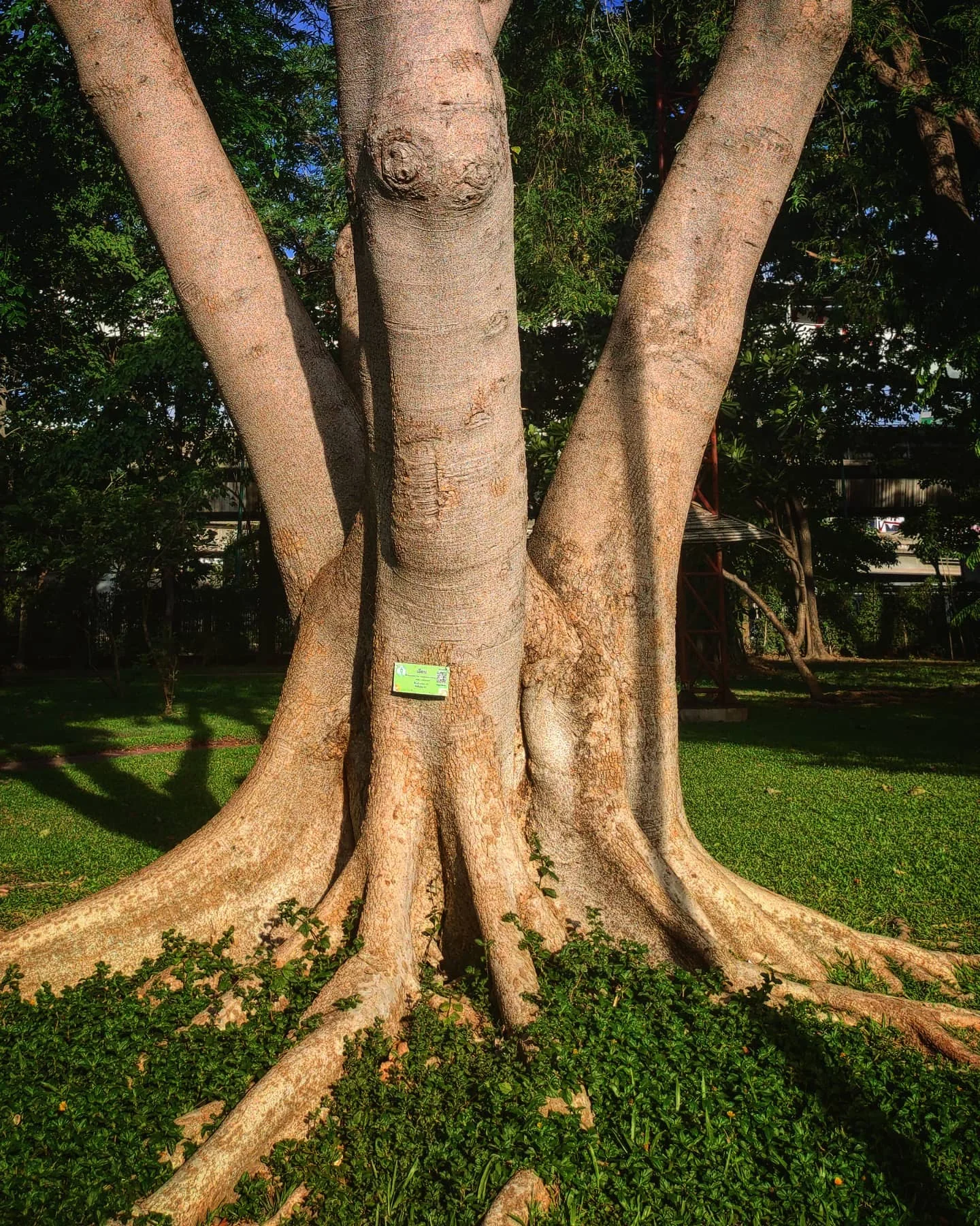 Photo 1 from Benjamin Simier’s Instagram post: A tree in a park in Bangkok 🇹🇭