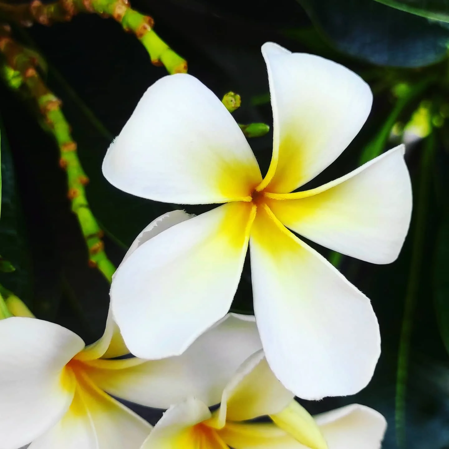 Photo 1 from Benjamin Simier’s Instagram post: Flower 🌺