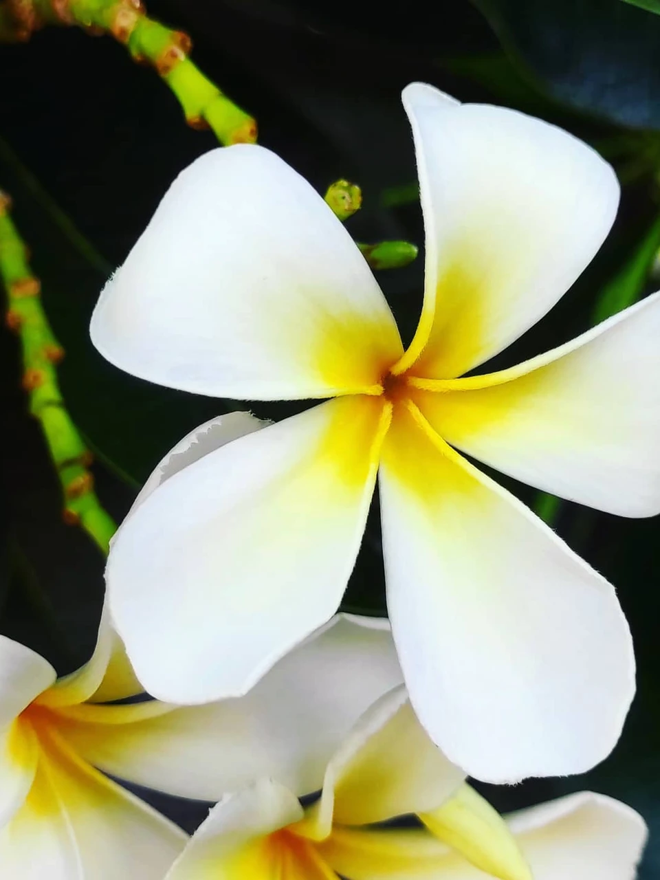 Photo 1 from Benjamin Simier’s Instagram post: Flower 🌺