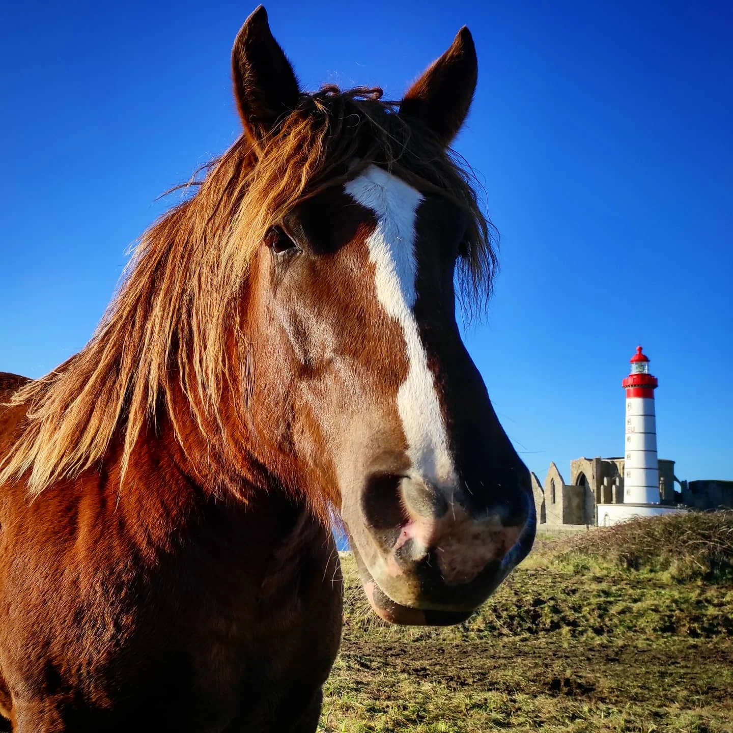 Photo 1 from Benjamin Simier’s Instagram post: Just a picture representing a horse 🐴 and a lighthouse in Bretagne, France under a blue sky.