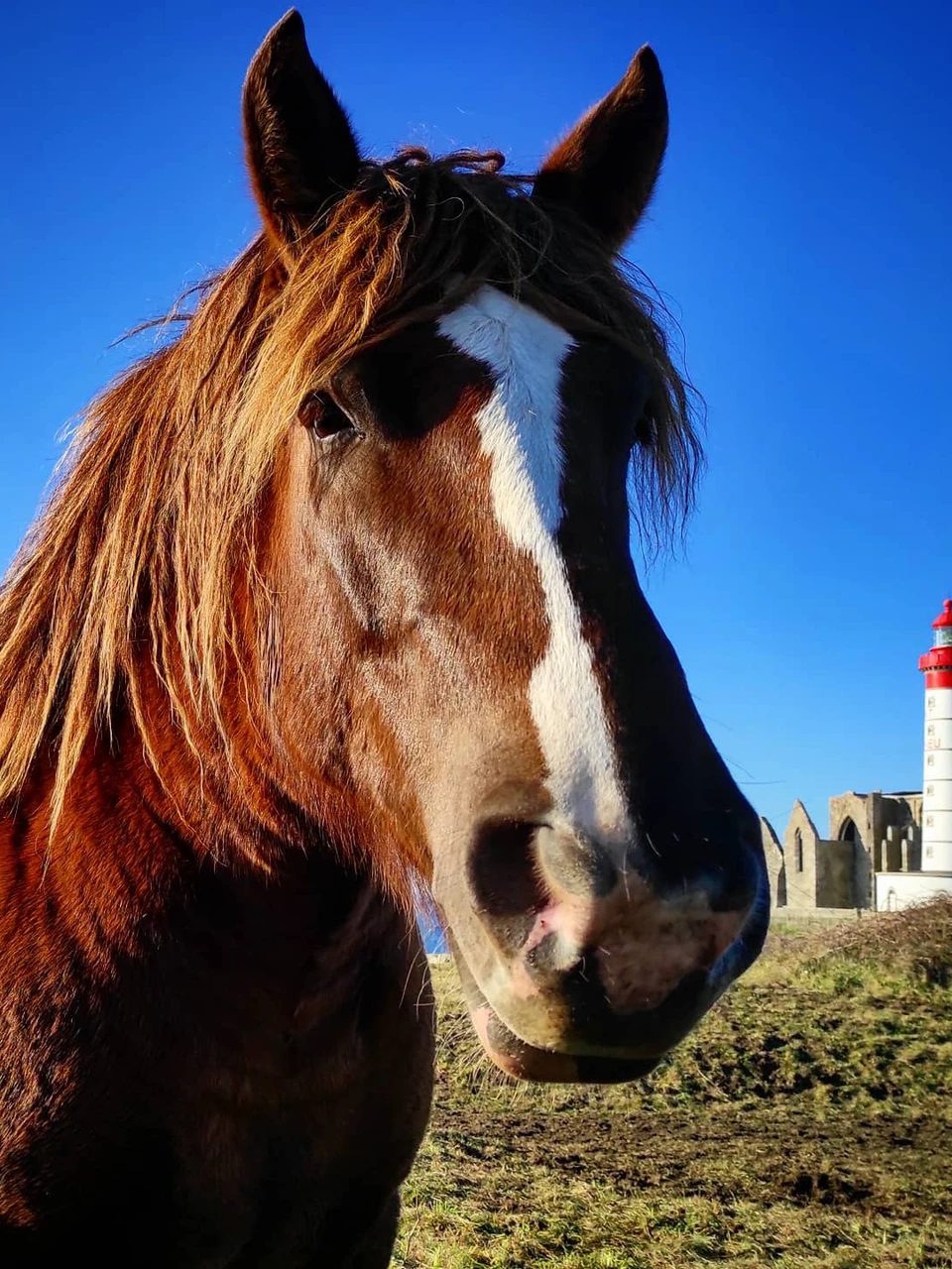 Photo 1 from Benjamin Simier’s Instagram post: Just a picture representing a horse 🐴 and a lighthouse in Bretagne, France under a blue sky.