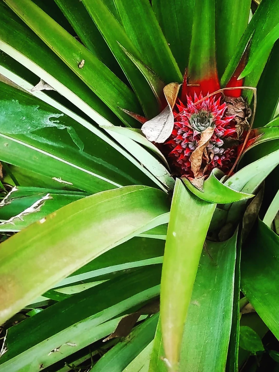Photo 1 from Benjamin Simier’s Instagram post: Pineapple soon ready 🍍