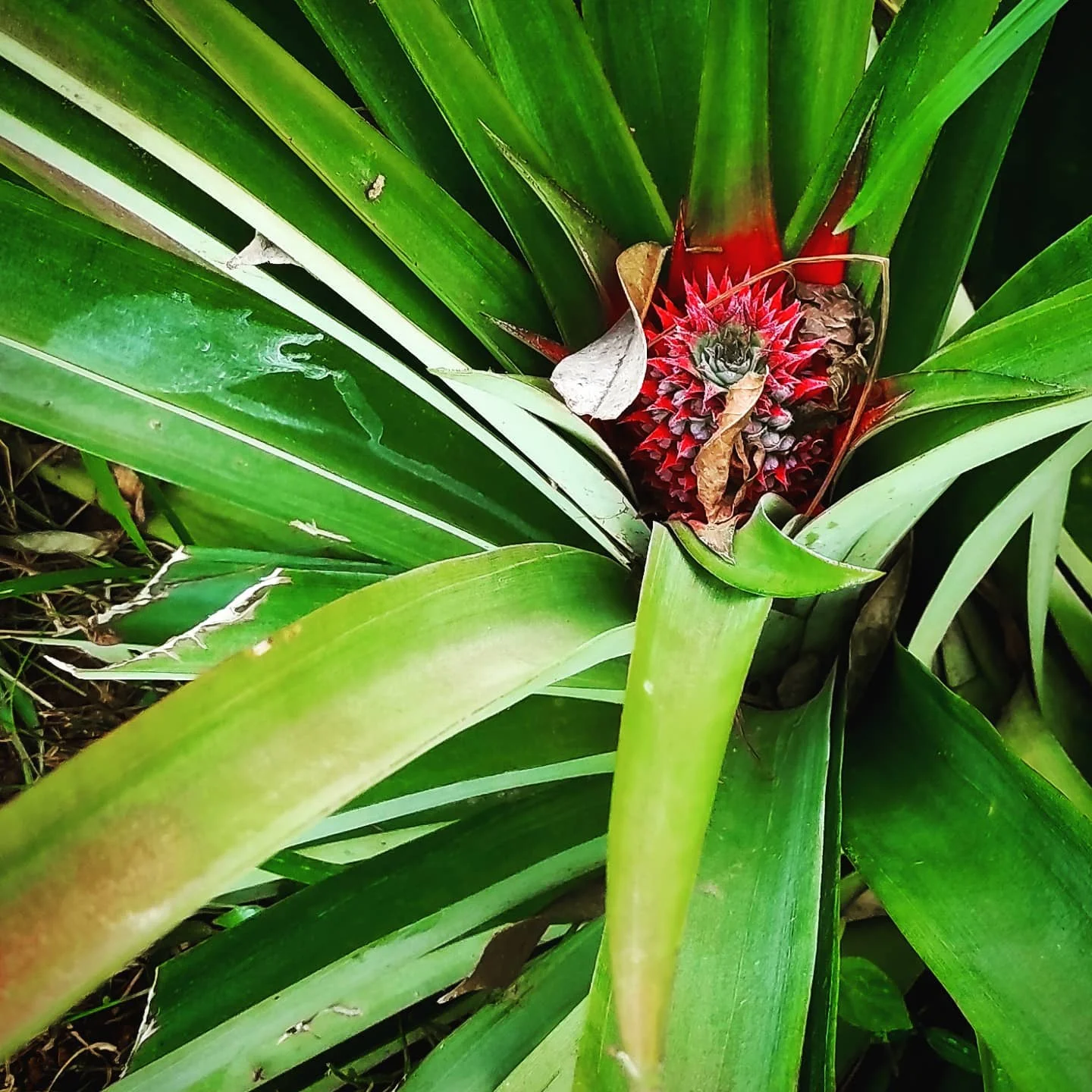 Photo 1 from Benjamin Simier’s Instagram post: Pineapple soon ready 🍍