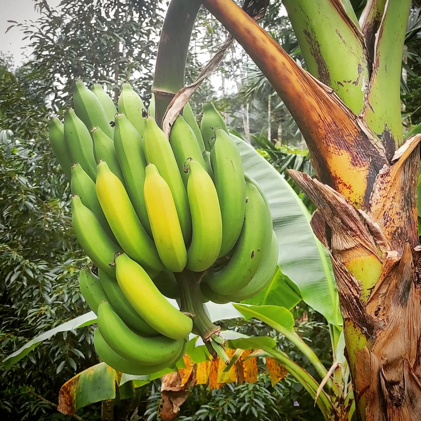 Photo 1 from Benjamin Simier’s Instagram post: Banana from the garden 🍌🍌