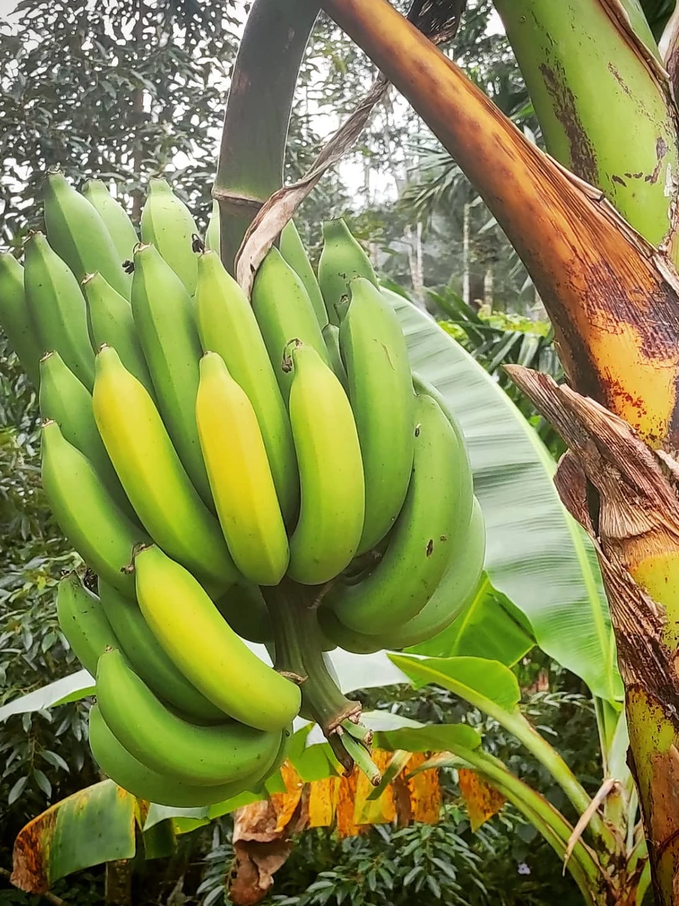 Photo 1 from Benjamin Simier’s Instagram post: Banana from the garden 🍌🍌