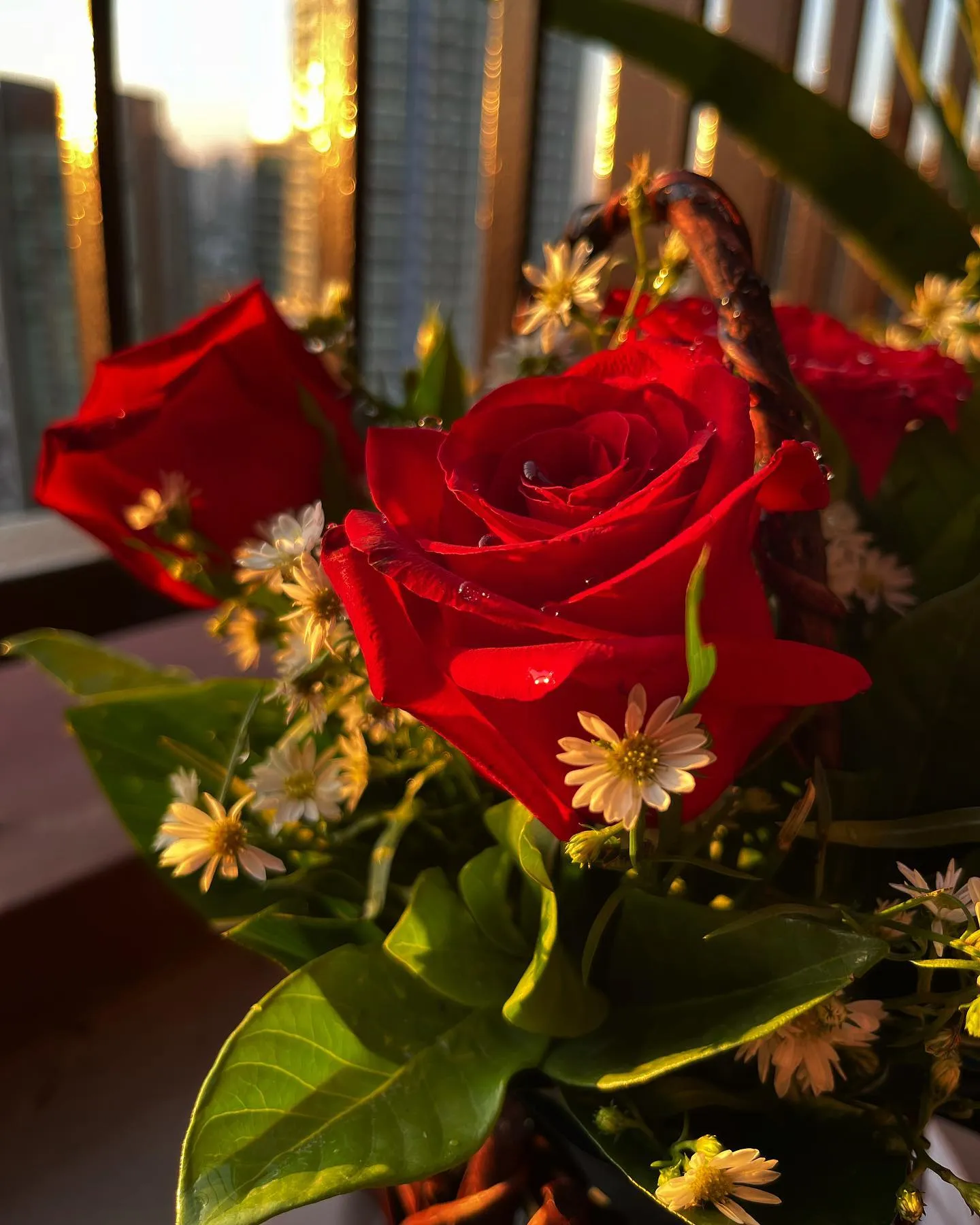 Flowers lit from the front by the sun