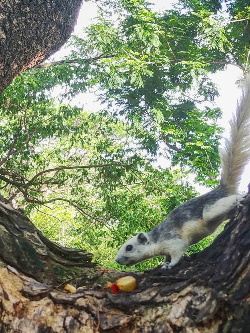 Photo 1 from Benjamin Simier’s Instagram post: A squirrel in a tree 🐿️