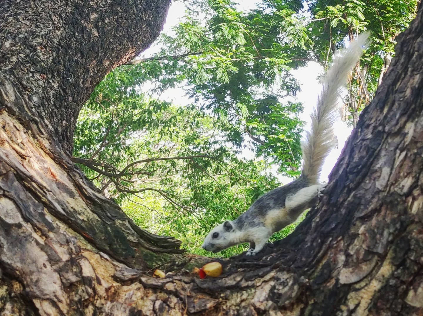 Photo 1 from Benjamin Simier’s Instagram post: A squirrel in a tree 🐿️
