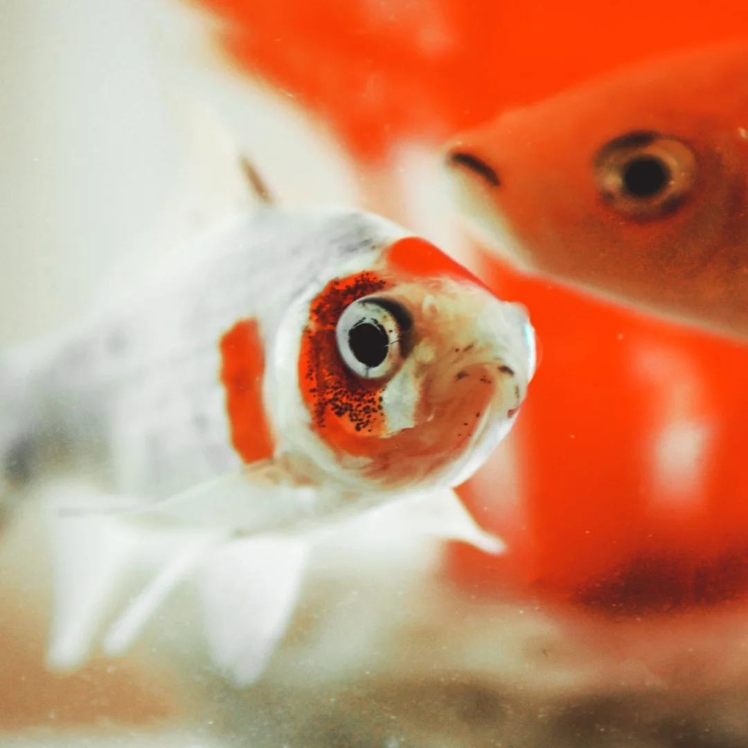 Photo 1 from Benjamin Simier’s Instagram post: Goldfish swimming in a aquarium 🐟🐟