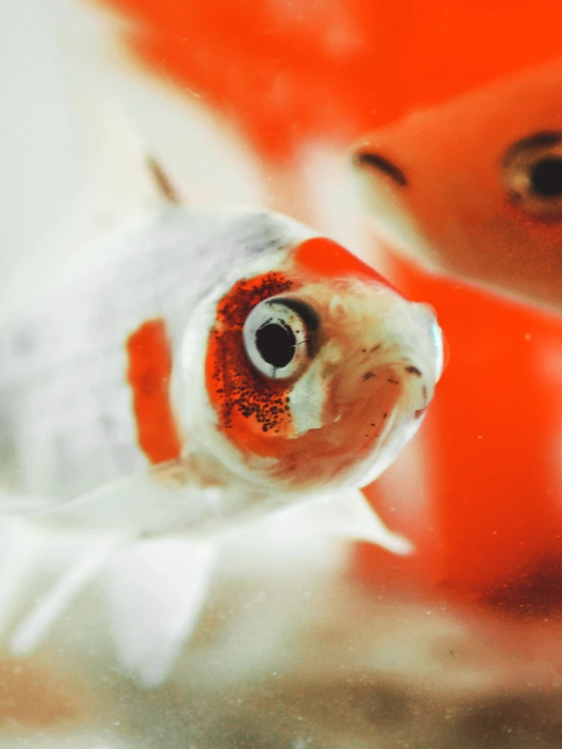 Photo 1 from Benjamin Simier’s Instagram post: Goldfish swimming in a aquarium 🐟🐟