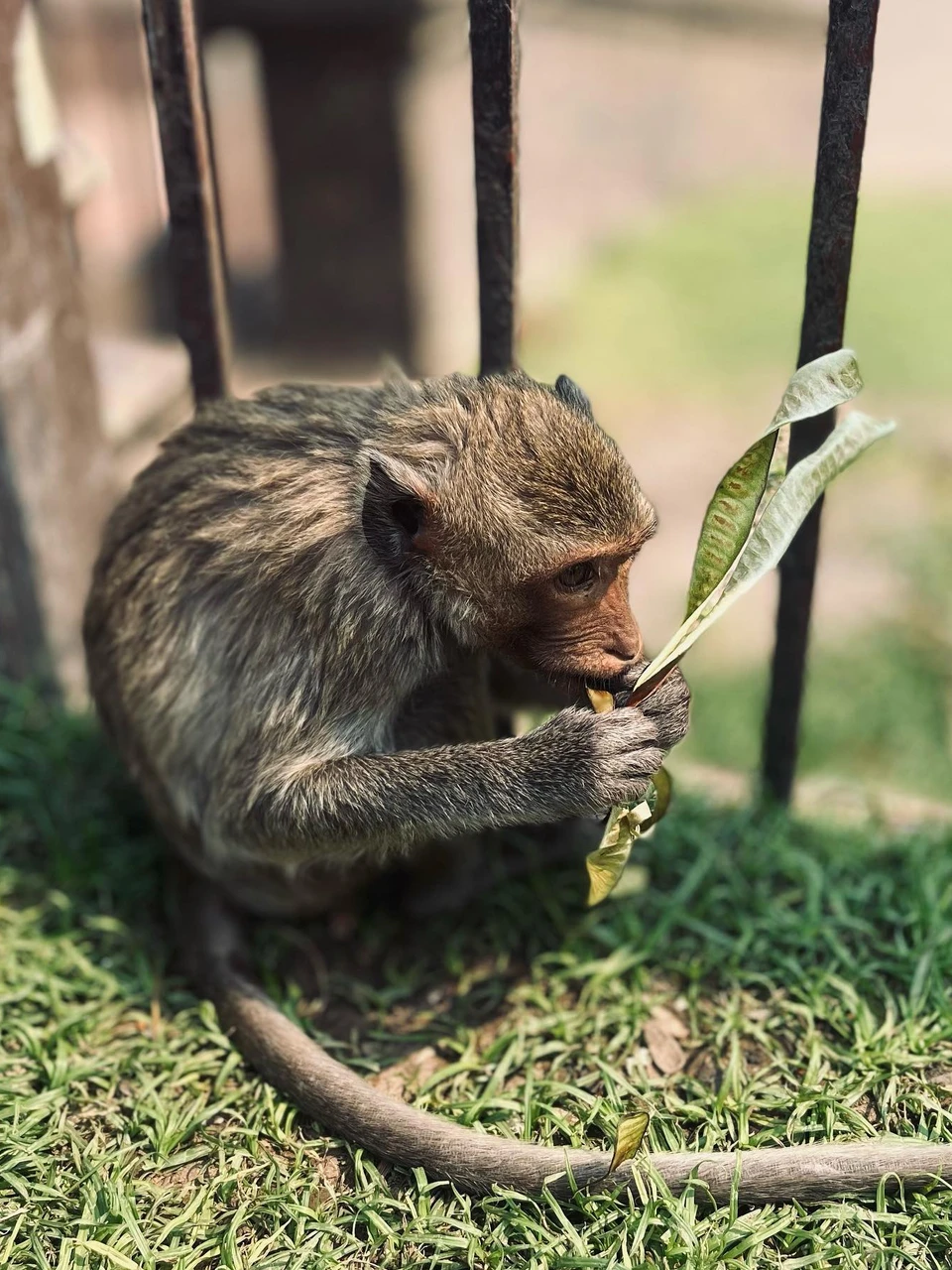 Photo 1 from Benjamin Simier’s Instagram post: Again a monkey 🙈