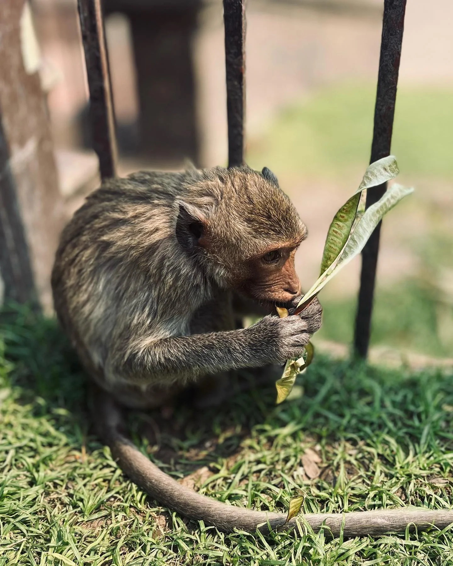 Photo 1 from Benjamin Simier’s Instagram post: Again a monkey 🙈