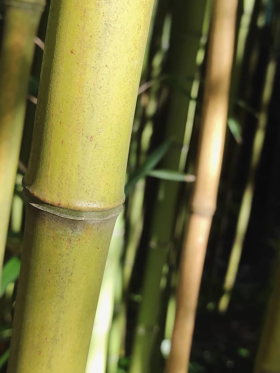 Photo 1 from Benjamin Simier’s Instagram post: Bamboo 🎍🐒