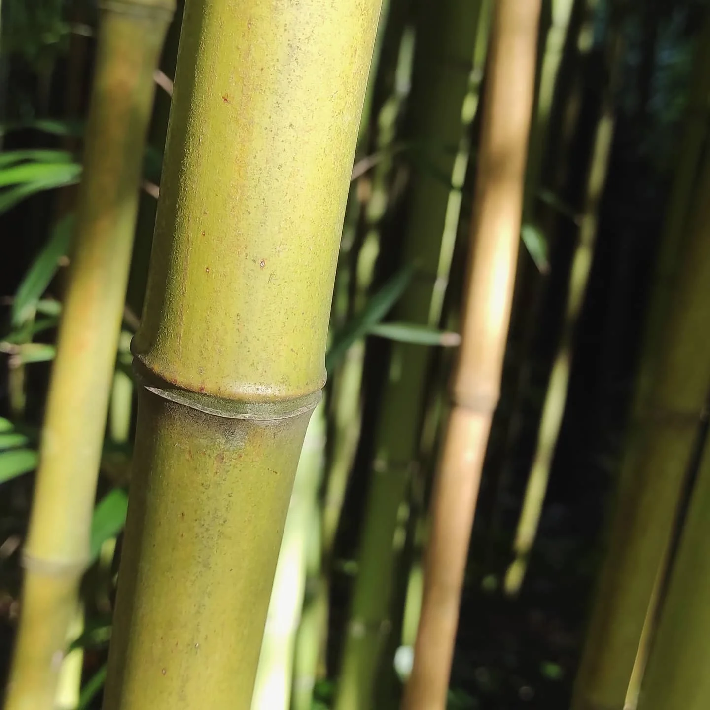 Photo 1 from Benjamin Simier’s Instagram post: Bamboo 🎍🐒