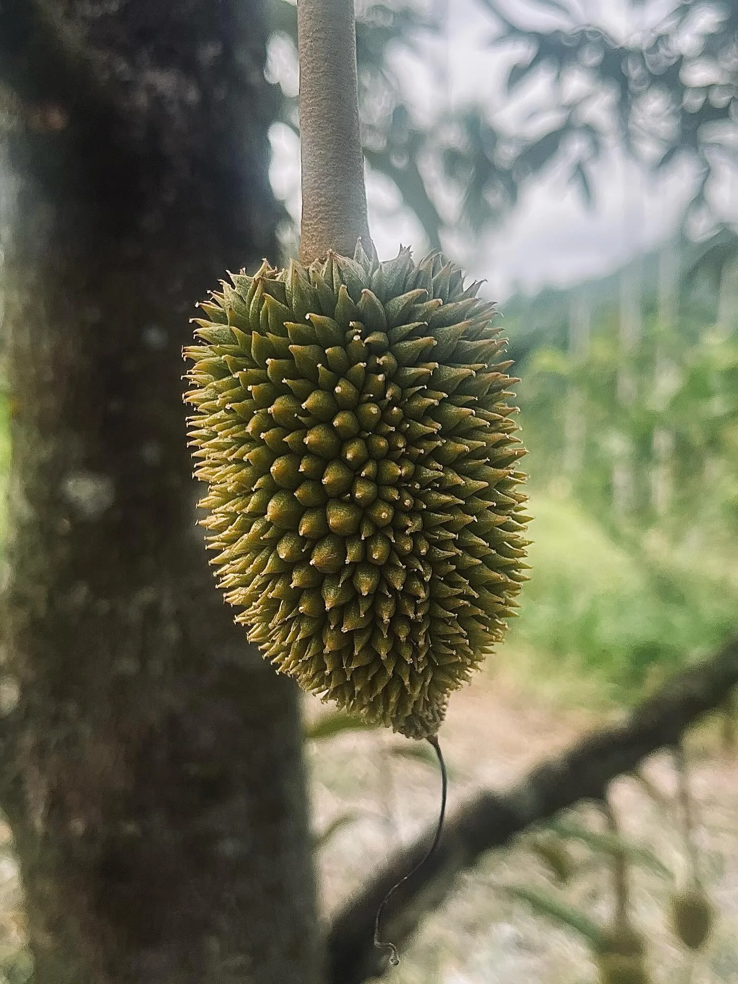 Photo 2 from Benjamin Simier’s Instagram post: From the rich scent of durian hanging on trees to golden pineapples growing under the sun, each photo captures the essence of local life.