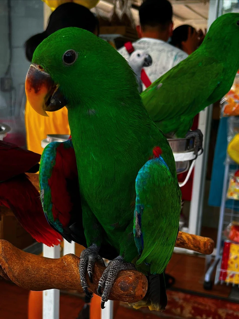 Photo 1 from Benjamin Simier’s Instagram post: Green Perrot 🦅