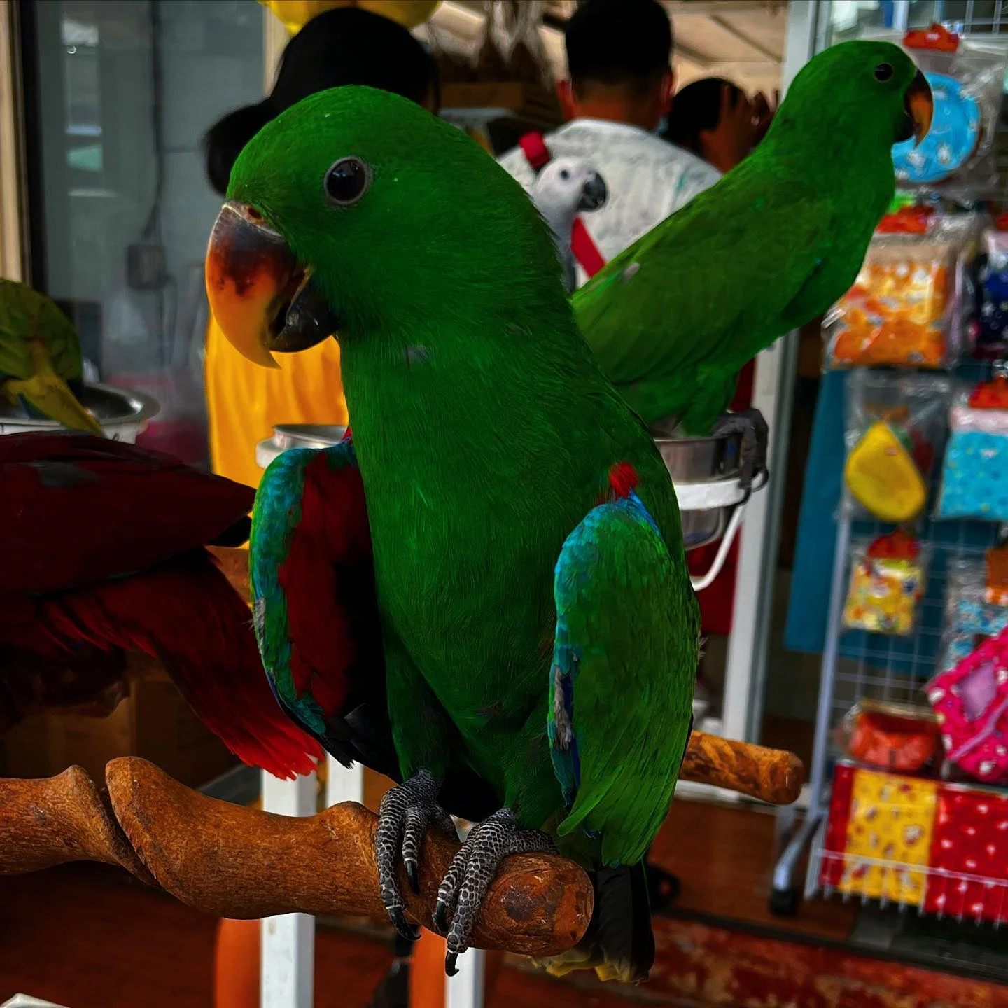 Photo 1 from Benjamin Simier’s Instagram post: Green Perrot 🦅