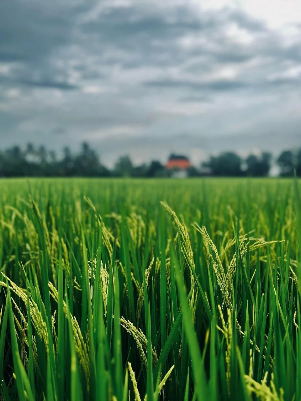 Photo 1 from Benjamin Simier’s Instagram post: A rice field on Thailand 🇹🇭