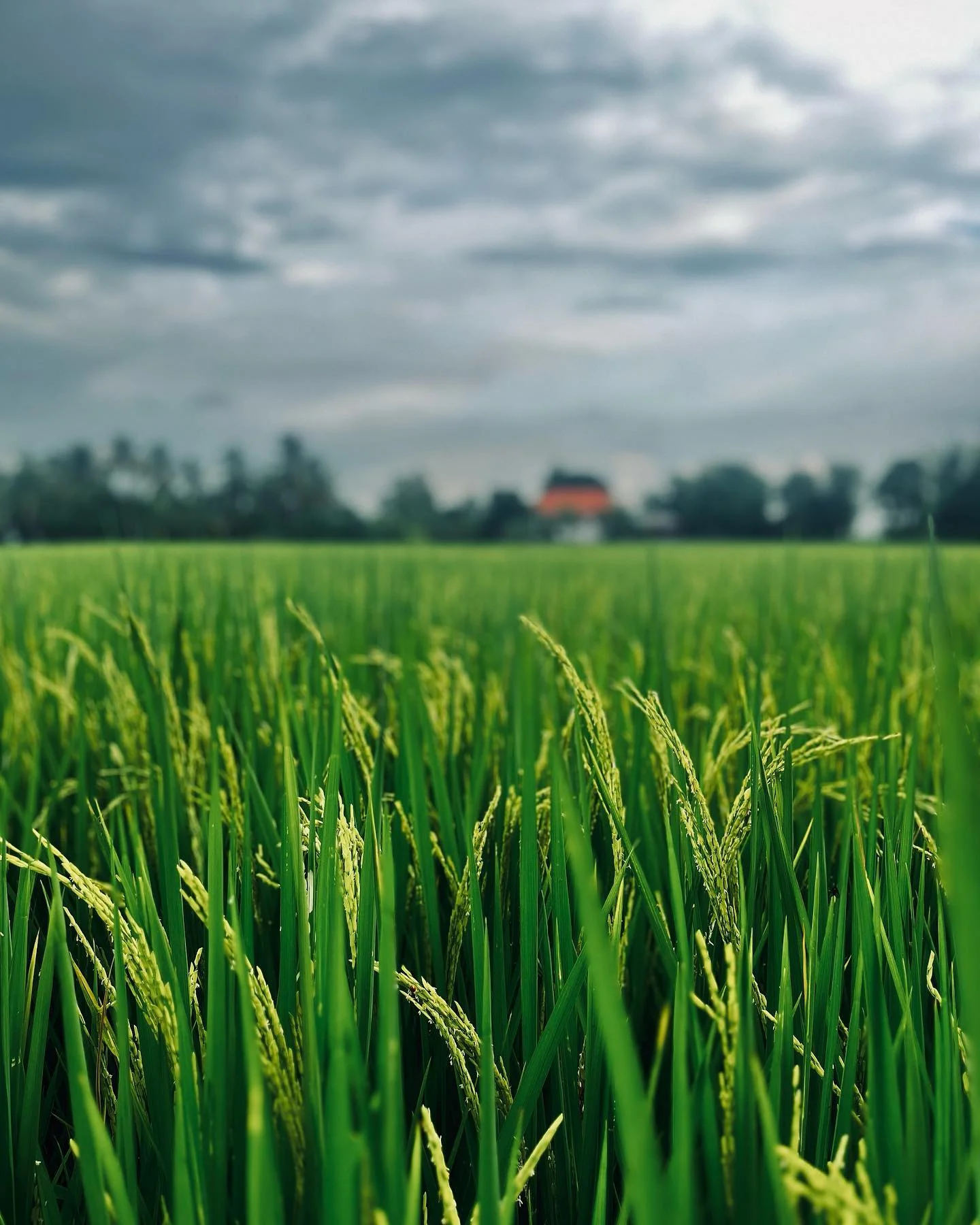 Photo 1 from Benjamin Simier’s Instagram post: A rice field on Thailand 🇹🇭