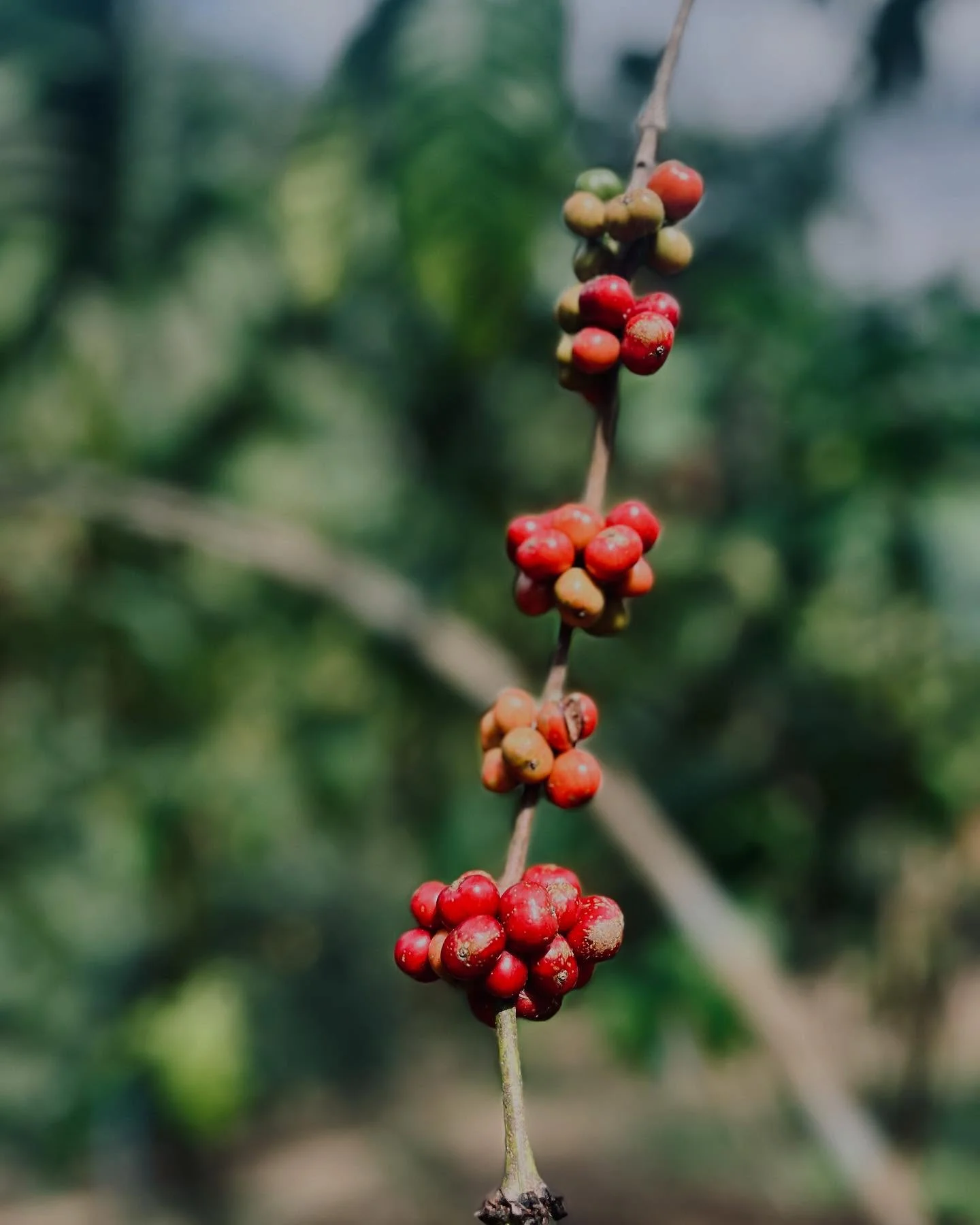 Photo 1 from Benjamin Simier’s Instagram post: Coffee from garden ☕️