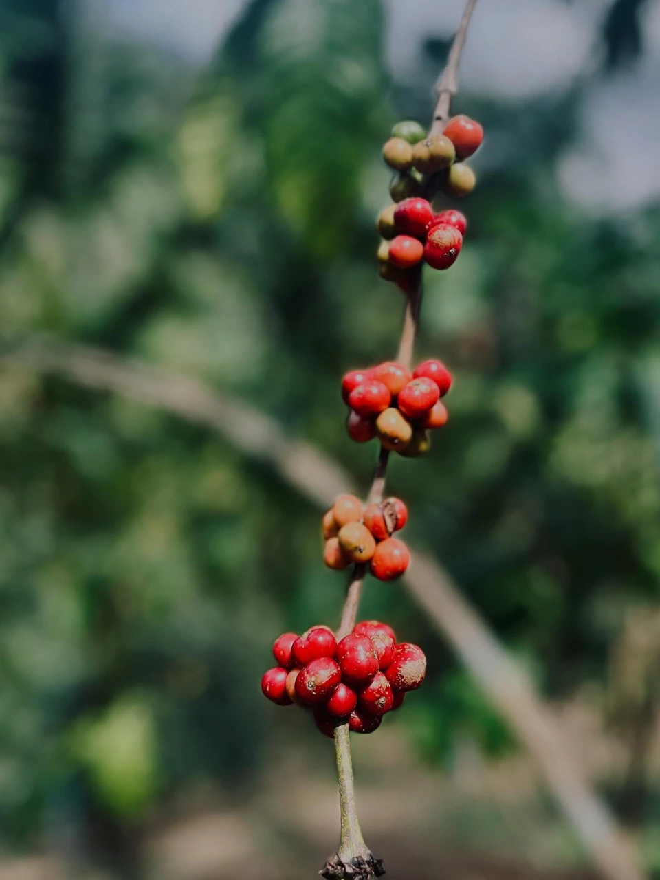 Photo 1 from Benjamin Simier’s Instagram post: Coffee from garden ☕️