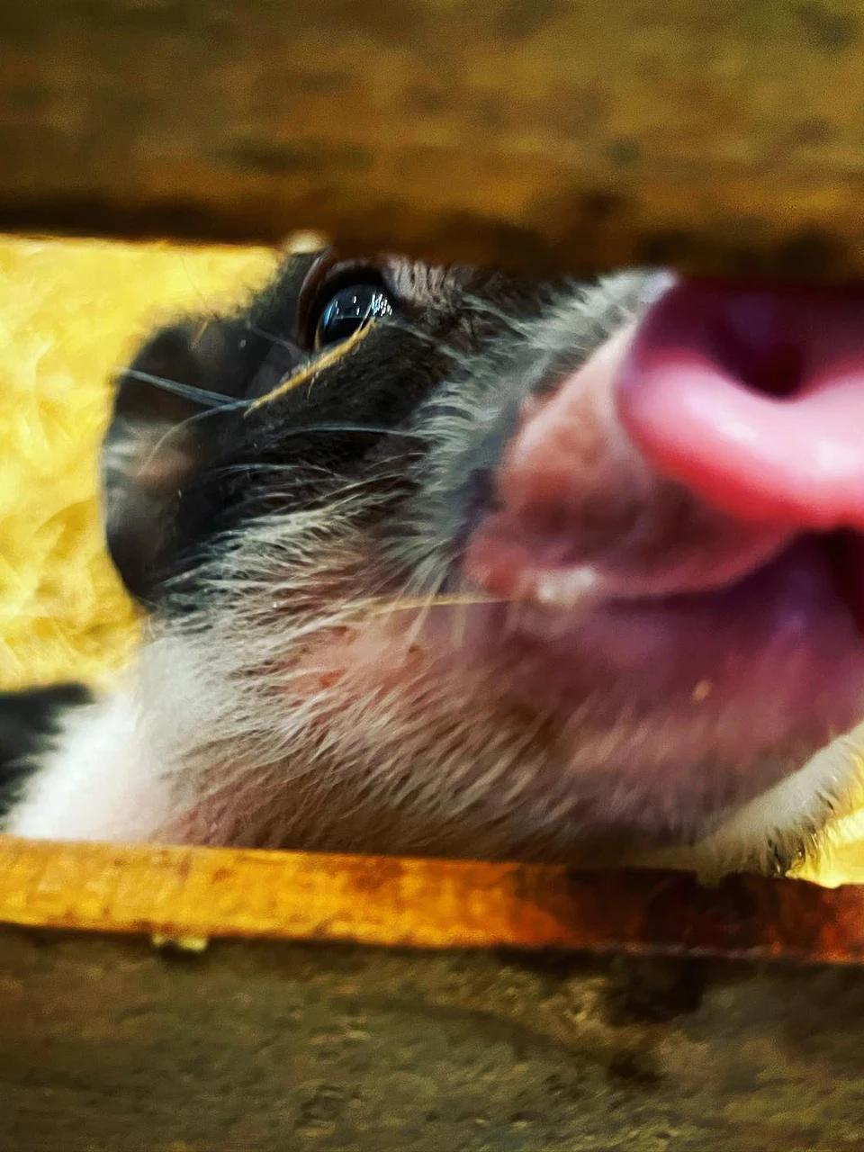 Photo 1 from Benjamin Simier’s Instagram post: Hello 🐷🐽