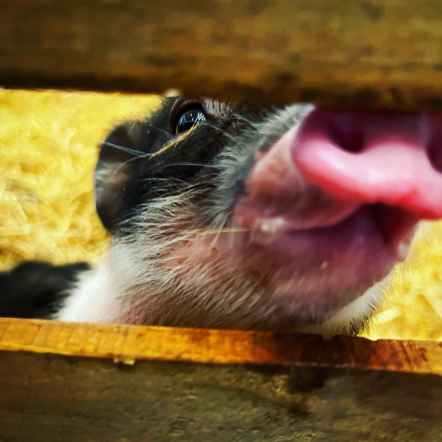 Photo 1 from Benjamin Simier’s Instagram post: Hello 🐷🐽