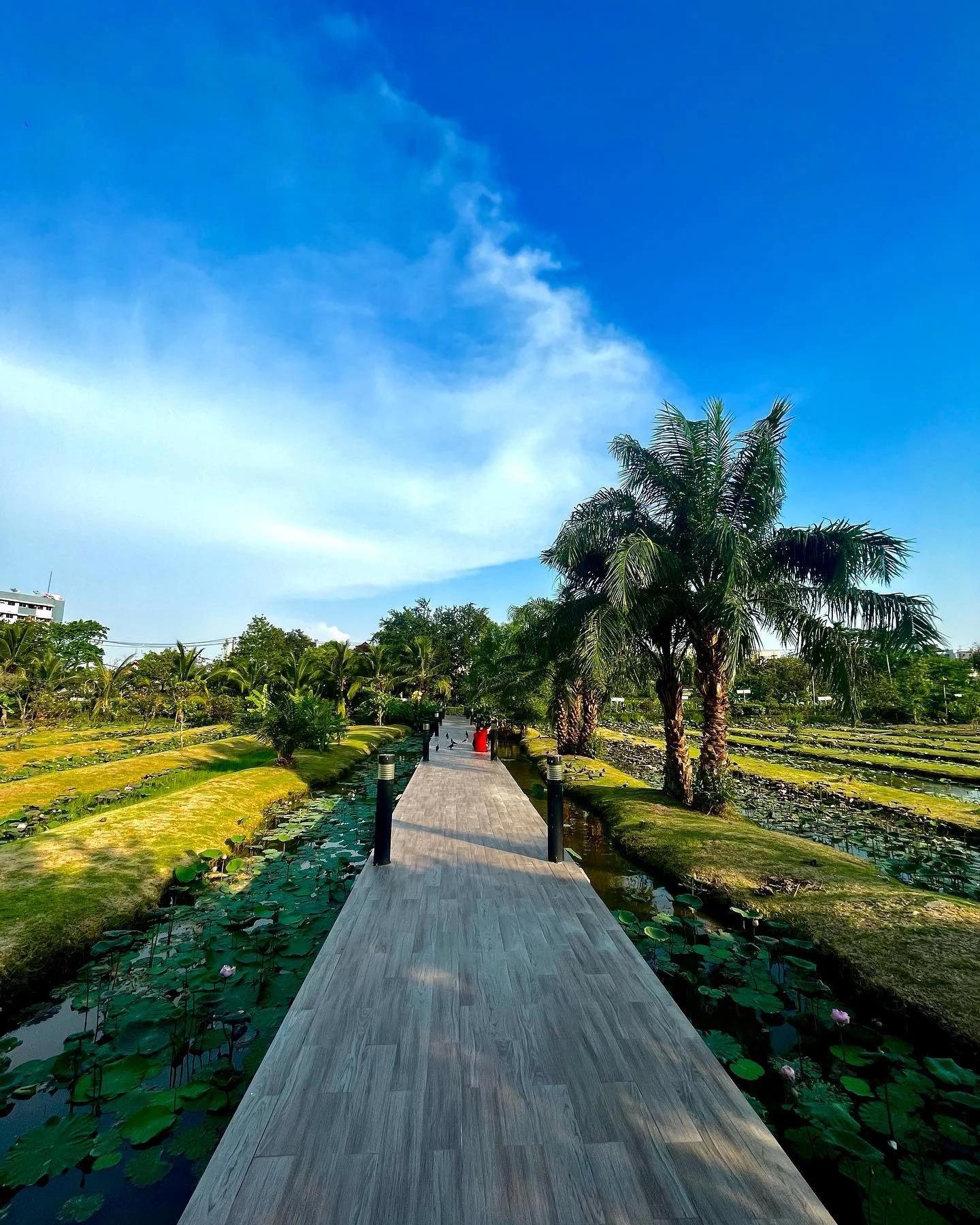 Photo 1 from Benjamin Simier’s Instagram post: Walking in a park at Bangkok 🇹🇭