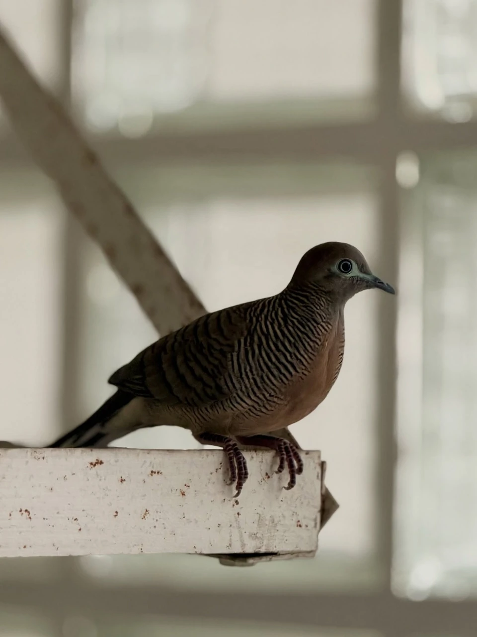 Photo 1 from Benjamin Simier’s Instagram post: Photos taken with the iPhone 17 Pro are stunning; even an ordinary bird looks extraordinary. The quality, the depth of field, the zoom… it’s simply magical.