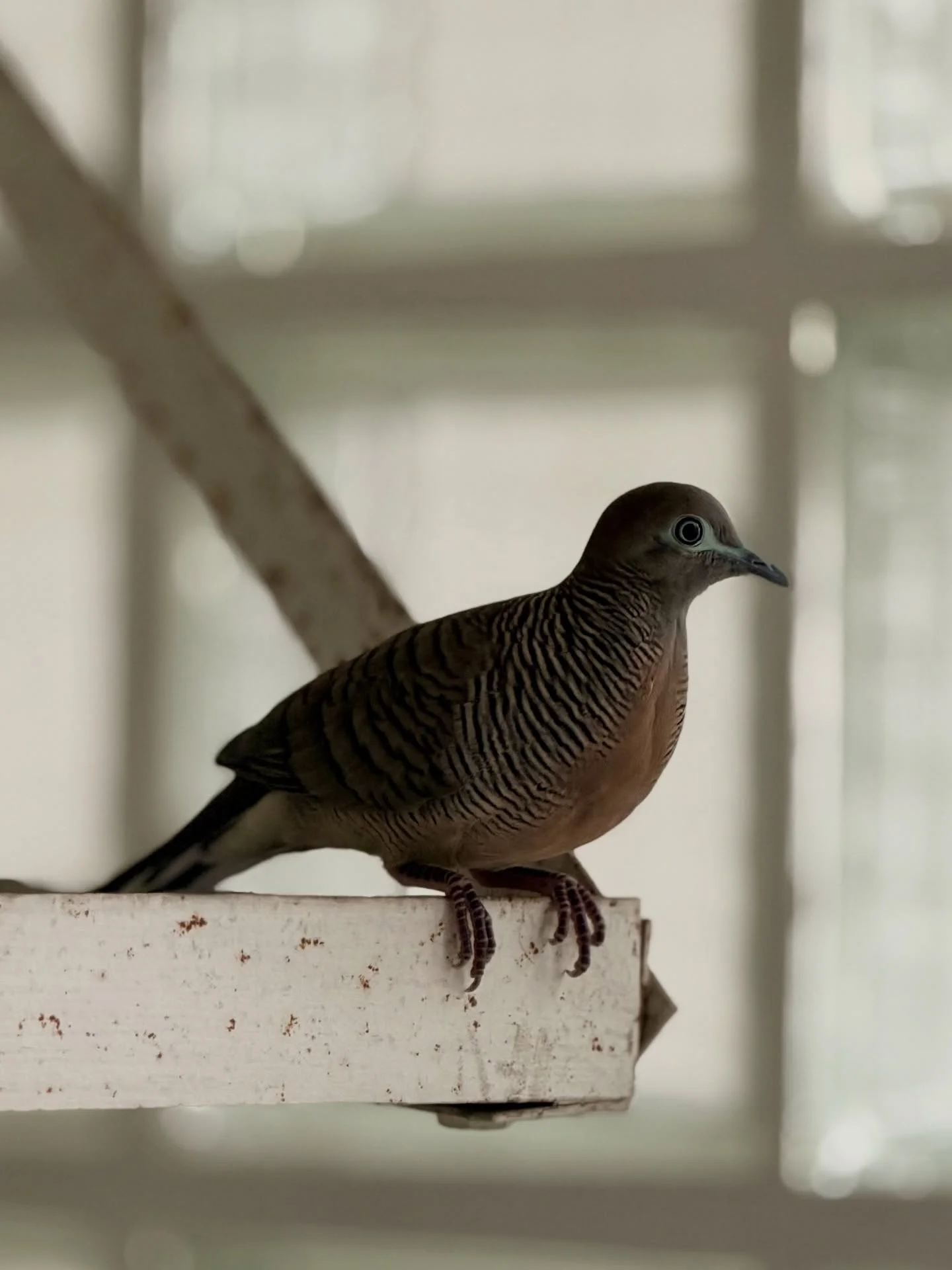 Photo 1 from Benjamin Simier’s Instagram post: Photos taken with the iPhone 17 Pro are stunning; even an ordinary bird looks extraordinary. The quality, the depth of field, the zoom… it’s simply magical.