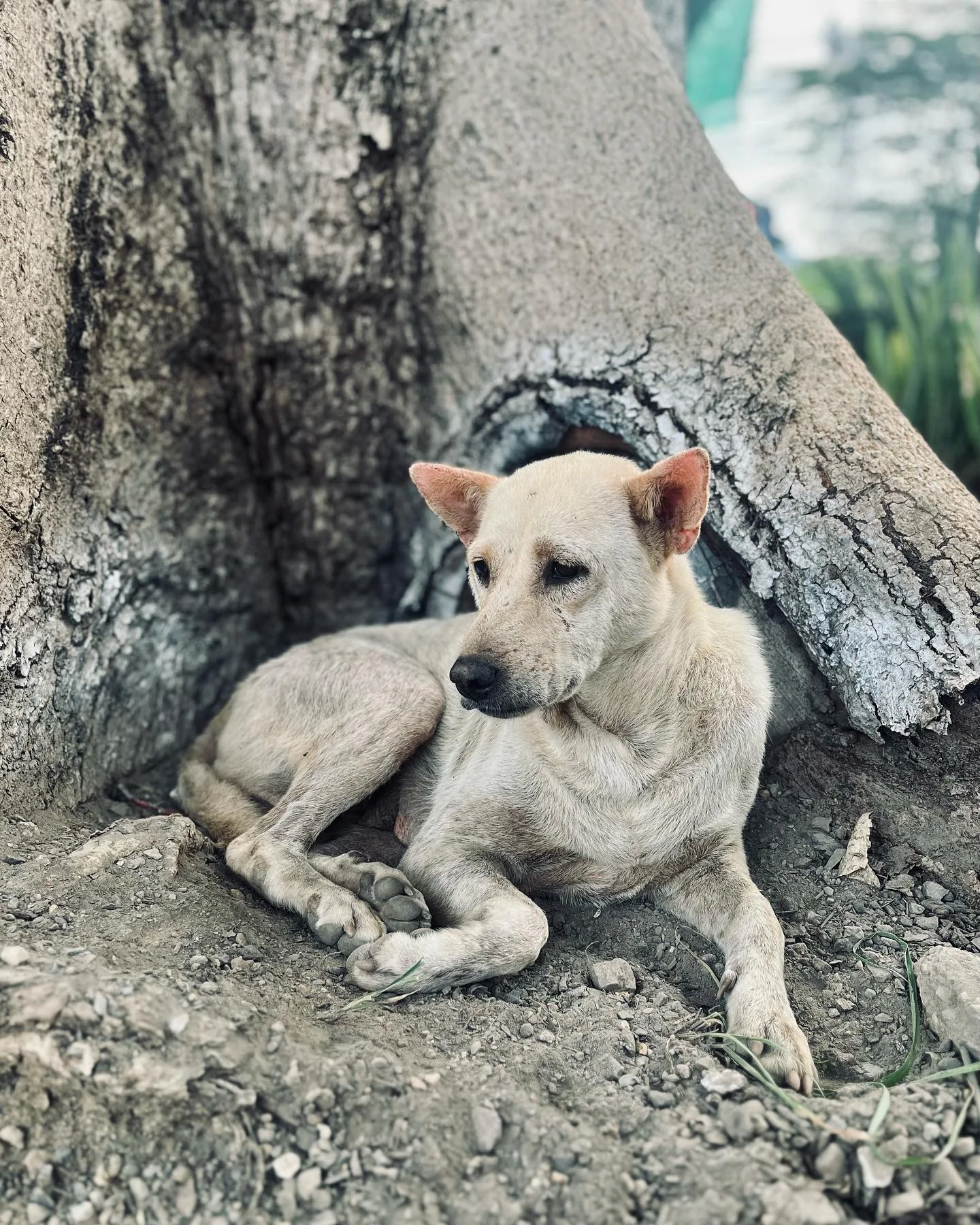 Photo 1 from Benjamin Simier’s Instagram post: 🐶